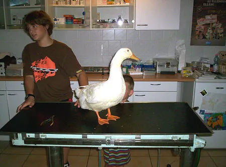 Paprika Tv